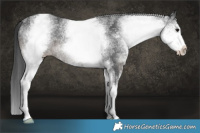 Horse Color:White Spotted Black Rabicano 