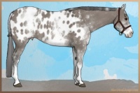 Horse Color:White Spotted Grullo Sabino Appaloosa