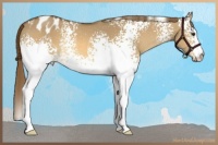 Horse Color:White Spotted Buckskin Dun Blanket Rabicano 
