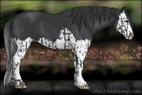 Horse Color:Black  and Black Splash 