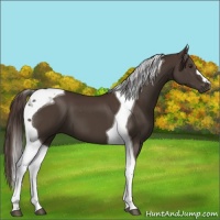Horse Color:Liver Chestnut Tobiano 