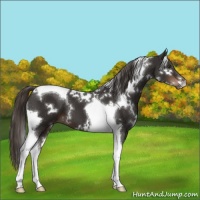 Horse Color:White Spotted Liver Chestnut Tobiano 