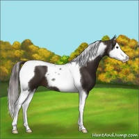 Horse Color:Liver Chestnut Splash Tobiano 