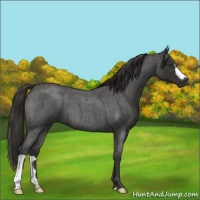 Horse Color:Liver Red Roan 