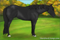 Horse Color:Gray Black 