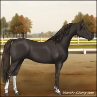 Horse Color:Liver Chestnut Sabino 