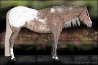 Horse Color:Silver Bay Ice Sabino Appaloosa Rabicano 