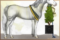 Horse Color:White Spotted Silver Black Chinchilla 