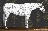 Horse Color:Blue Roan Near Leopard 
