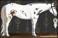 Horse Color:Chocolate Palomino Splash Tobiano Near Leopard 