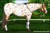 Horse Color:Buckskin Blanket 