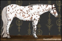 Horse Color:Silver Bay Appaloosa 
