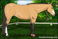Horse Color:Buckskin 