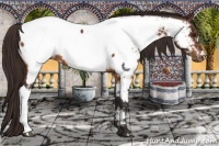 Horse Color:Buckskin Appaloosa