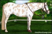 Horse Color:Perlino Near Leopard 