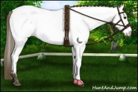 Horse Color:Buckskin Appaloosa 