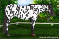 Horse Color:Liver Chestnut Appaloosa 