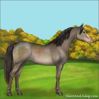 Horse Color:Liver Red Dun Appaloosa 