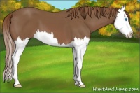 Horse Color:Chestnut Splash 