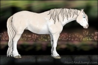 Horse Color:Perlino Sabino  and Perlino Sabino Splash 