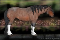 Horse Color:Bay Roan Tobiano 