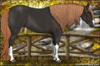 Horse Color:Liver Chestnut 
