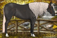 Horse Color:Liver Chestnut Mushroom 