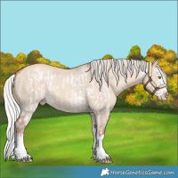 Horse Color:Silver Sable Champagne Dun Splash Frame Rabicano and Silver Sable Champagne Dun Splash