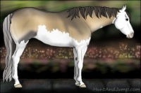 Horse Color:Smoky Blue Onyx Splash 