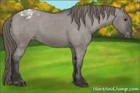 Horse Color:Grullo Varnish 