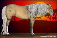 Horse Color:Silver Amber Cream Champagne 