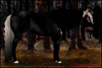 Horse Color:Void Silver Bay Dun Splash Tobiano Frame 