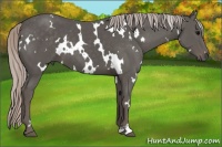 Horse Color:White Spotted Silver Black 