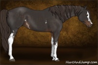 Horse Color:White Spotted Liver Chestnut 