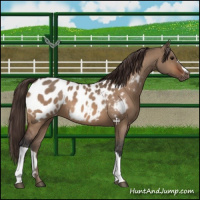 Horse Color:Bay Dun Appaloosa 