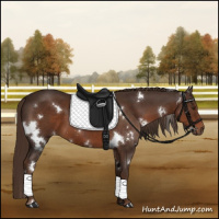 Horse Color:White Spotted Liver Chestnut 