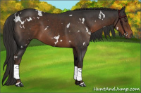 Horse Color:White Spotted Liver Chestnut 