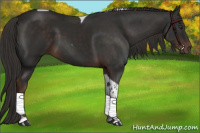 Horse Color:Liver Chestnut Tobiano 