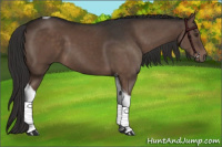 Horse Color:Liver Chestnut Tobiano 