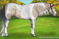 Horse Color:Brown Dun Splash Tobiano 