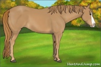 Horse Color:Chestnut Splash 