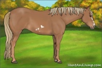 Horse Color:Chestnut Splash Frame