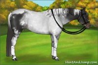 Horse Color:White Spotted Liver Chestnut Tobiano 