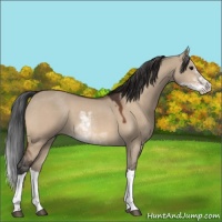 Horse Color:Bay Dun Sabino 