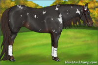 Horse Color:White Spotted Liver Chestnut 