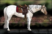Horse Color:Bay Dun Tobiano Appaloosa