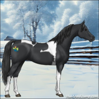 Horse Color:Black Tobiano 