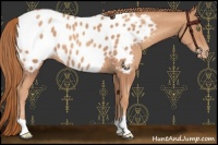 Horse Color:Gold Champagne Appaloosa