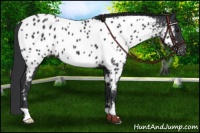 Horse Color:Black Appaloosa
