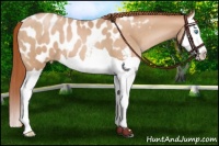 Horse Color:Buckskin Pearl Splash Blanket 